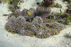 Amphiprion tricinctus