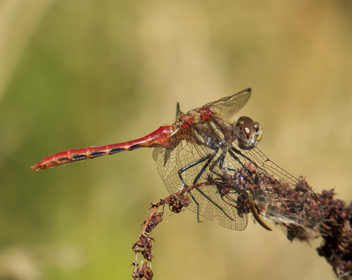 Striped Meadowhawk