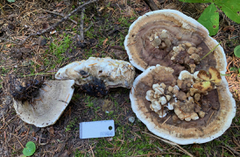 Hydnellum scrobiculatum