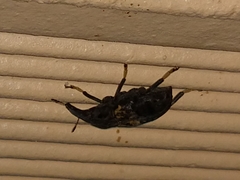 Stenocerus fulvitarsis