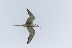 Sterna hirundo
