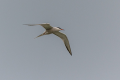Sterna hirundo