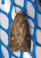 Xestia xanthographa