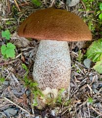 Leccinum ponderosum
