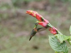 Heliodoxa aurescens