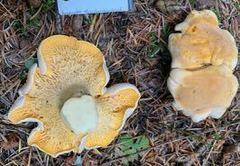 Cantharellus roseocanus