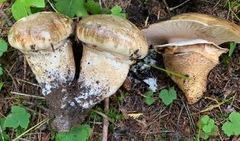 Catathelasma