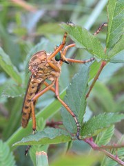 Diogmites angustipennis