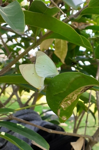 Green-eyed White photo 5