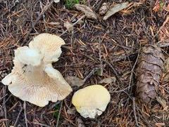 Cantharellus subalbidus