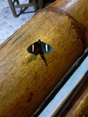 Melanis leucophlegma