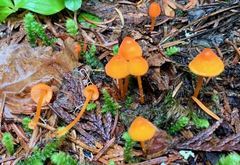 Mycena strobilinoidea