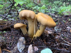 Cantharellus roseocanus