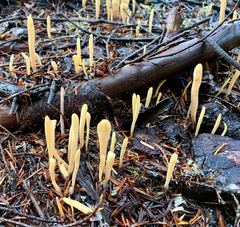 Clavariadelphus ligula