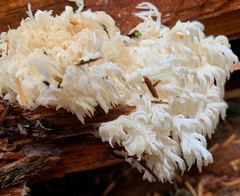 Hericium abietis