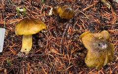 Tricholoma sejunctum