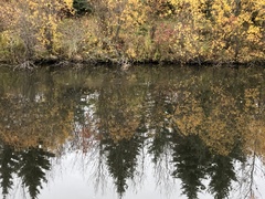 Lophodytes cucullatus