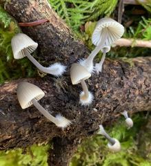 Mycena subcana