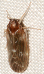 Synecdoche dimidiata