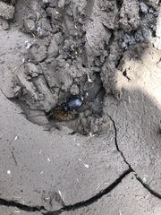 Calosoma vagans