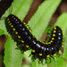 Yellow-spotted Millipede - Photo (c) Franco Folini, some rights reserved (CC BY)