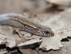 Calyptotis scutirostrum