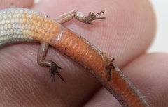 Calyptotis scutirostrum