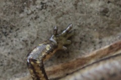 Calyptotis scutirostrum