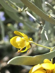 Senna phyllodinea
