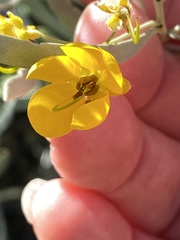 Senna phyllodinea