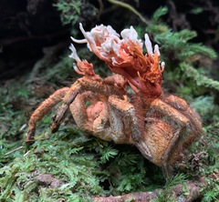 Cordyceps caloceroides