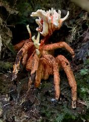 Cordyceps caloceroides