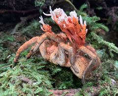 Cordyceps caloceroides