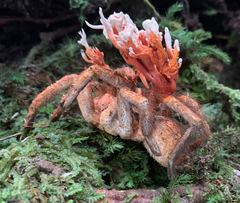 Cordyceps caloceroides
