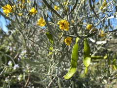 Senna phyllodinea