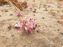 Alstroemeria hookeri