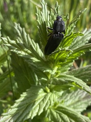 Tibionema abdominalis