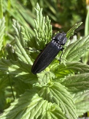 Tibionema abdominalis