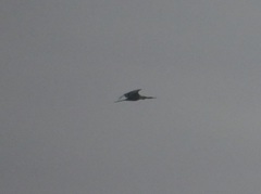 Anhinga anhinga anhinga