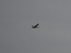 Anhinga anhinga anhinga