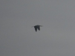 Anhinga anhinga anhinga