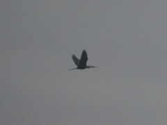 Anhinga anhinga anhinga