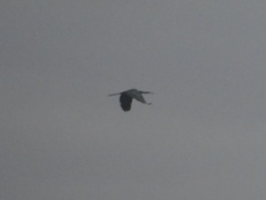 Anhinga anhinga anhinga