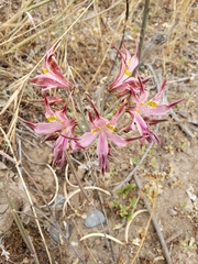 Alstroemeria hookeri