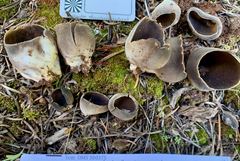 Dissingia leucomelaena