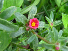 Portulaca cryptopetala
