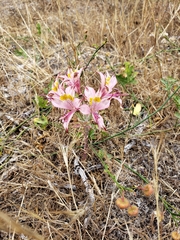 Alstroemeria hookeri