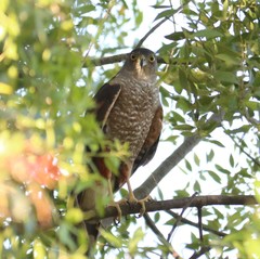 Accipiter chilensis