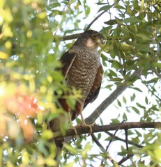 Accipiter chilensis
