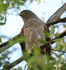 Accipiter chilensis